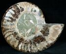 Beautiful Split Ammonite (Half) #6881-2